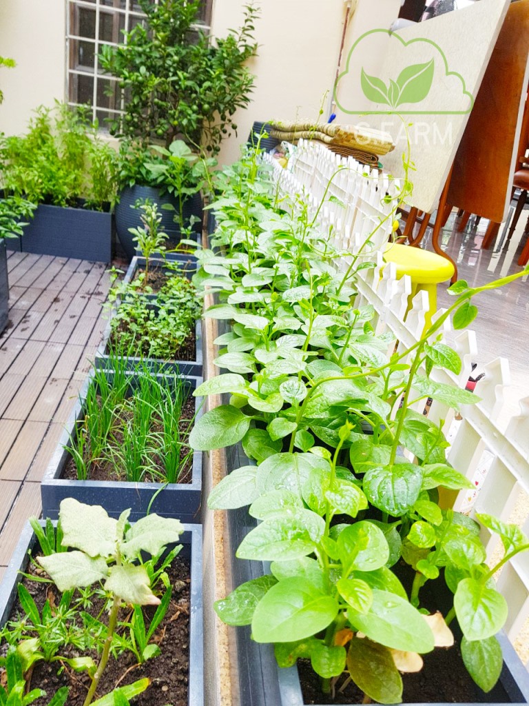 Chăm sóc vườn rau sân thượng